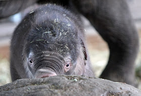 Baby elephant Anchali born at Berlin zoo, cute baby elephant pictures