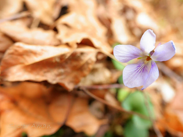Viola grypoceras