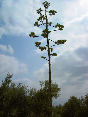 Flowering Plant from Toiling