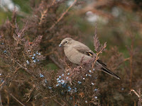 Townsend’s Solitaire feeding on juniper berries – Lake Vadnais, MN – Nov. 2010 – photo by Jonathon Jongsma