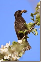 Starling