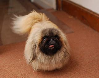 Pekingese Wallpapers