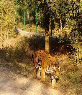 Foto harimau Bengal