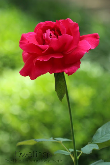 Red rose through the kitchen window