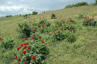 Bujori tufa salbatici