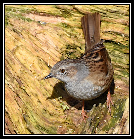 Dunnock