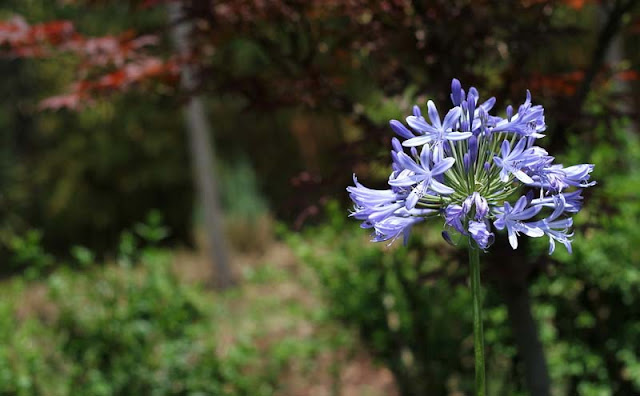 African Lily Flowers Pictures