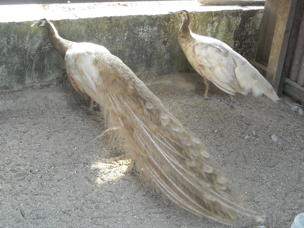 My Peacock Farm Peach Peafowl