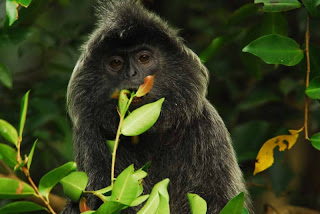 world monkey photos silver monkey found in africa rwanda burundi congo tanzania