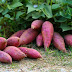 African Lady Quits job to start potato farming