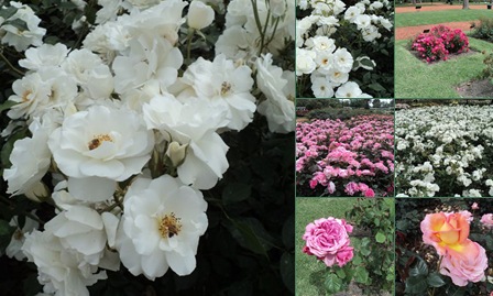 Ver Primavera en el Rosedal del Parque 3 de Febrero - nAbum 2