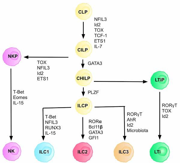 Imagen 433A | Diagrama esquemático del desarrollo de ILC, basado naturalmente en las vías del ratón differentiation. | Mk4716 / Attribution-Share Alike 4.0 International | Page URL : (https://commons.wikimedia.org/wiki/File:ILC_development_2_PNG.png) de Wikimedia Commons