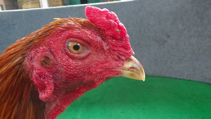 17+ Baru Ayam Petarung Sampai Mati