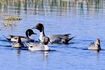 "Graceful Northern Pintail (Anas acuta) in Mount Abu Duck Pond, a slender and elegant duck with a distinctively long tail, floating on calm water surrounded by wetland weeds."