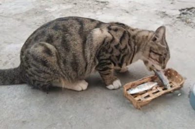 bolehkan kucing makan pindang