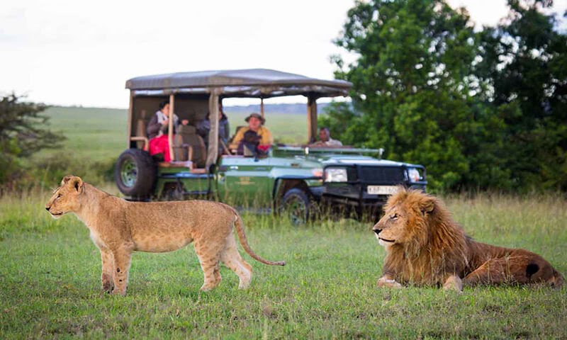 Kenya Wildlife Safari Tour And Its Advantages