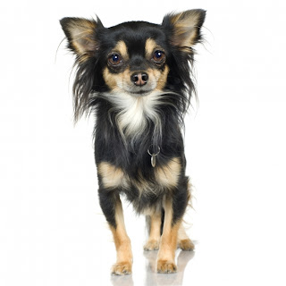 chihuahua pets dog mini puppy animal picture