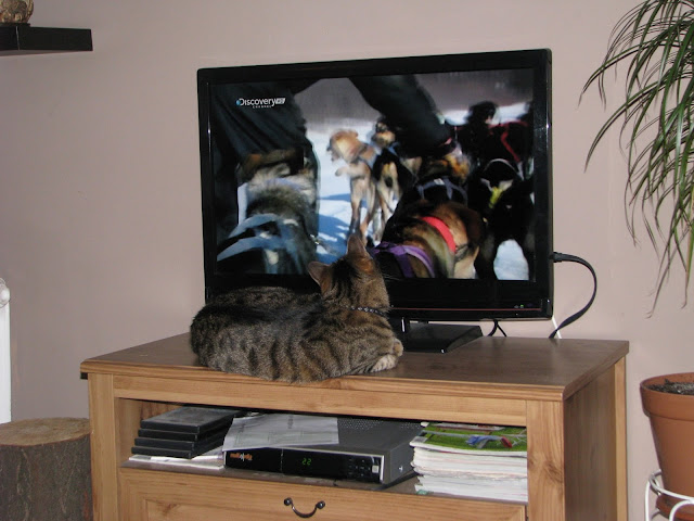 kot-ogląda-telewizję