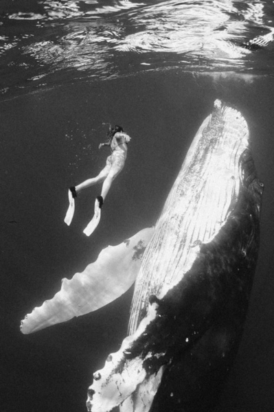 Woman swimming with blue whale