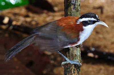 burung kopi-kopi