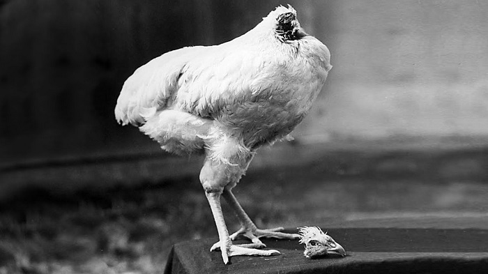 Mike the Headless Chicken - The chicken that lived for 18 months without a head