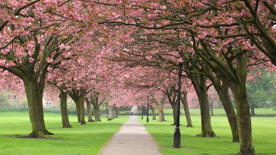 Sakura Tree