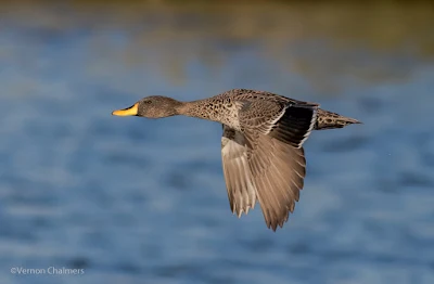 Birds in Flight Photography Shoots Woodbridge Island / Cape Town  