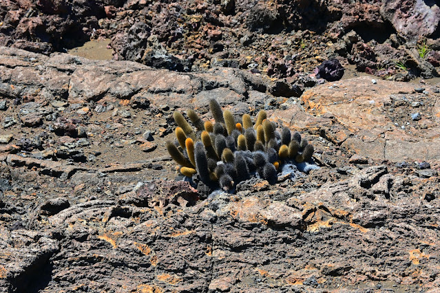 DSC_7367