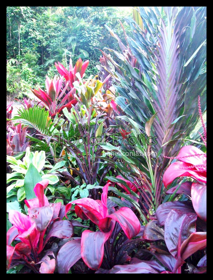 Landscaping With Tropical Plants