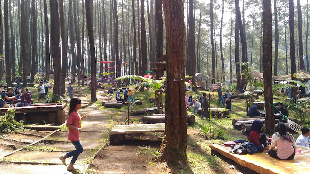 wisata hutan pinus cikole lembang pal 16