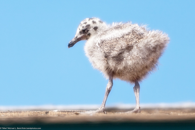 pictures of baby chicks