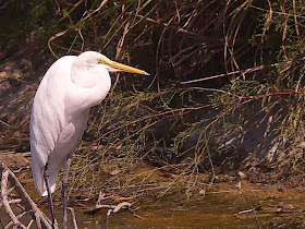 Egret close up