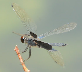 Sapphire Flutterer (Rhyothemis triangularis)