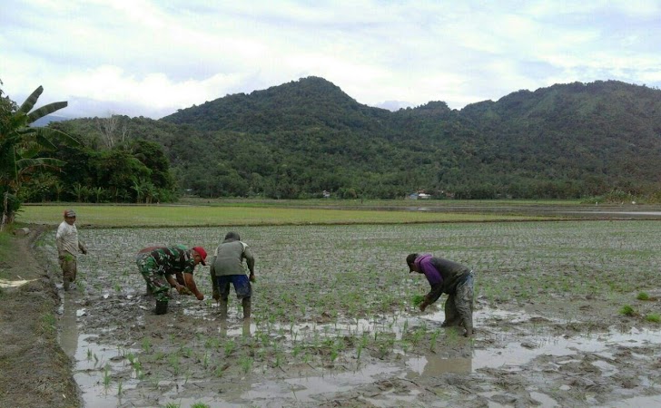 Anggota Kodim 1404/Pinrang, Tanam Padi Bersama Masyarkat