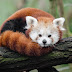 In 2024, please switch to Firefox