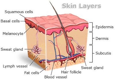 skin layer