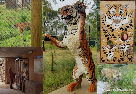 Knowsley Safari  Tigers photo opportunity LEGO and real tiger