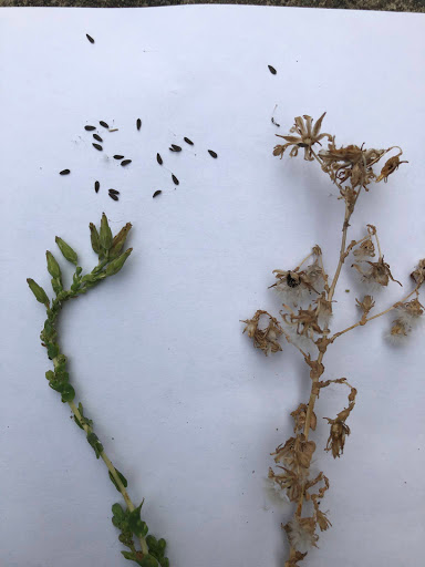 Lettuce seeds ready for harvesting