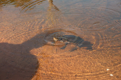 Turtle in Sheldon Lagoon Cape York