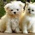 Kids Exposed to Fido or Fluffy in the First Year of Life Decreases Risk of Becoming Allergic to Them