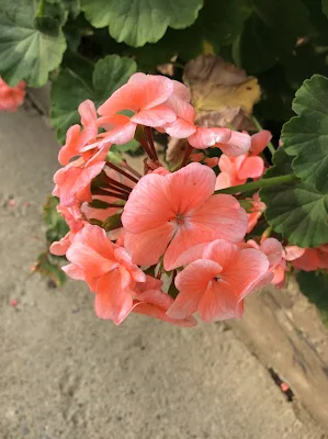 Malvon - Pelargonium hortorum