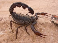 Arabian Fat-tailed scorpion, Androctonus crassicauda