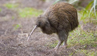  Kiwi  Burung  Khas Selandia Baru RE Tawon