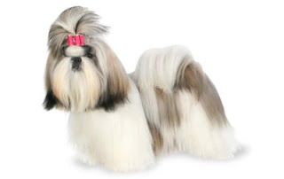 Cute Shih Tzu Pictures