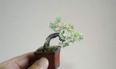 bonsai trees