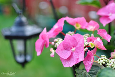 Hydrangea macrophylla ZORRO - ZORRO Hydrangea care