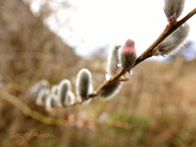 Salix gracilistyla