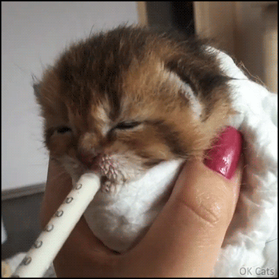 Cute%20Kitten%20GIF%20%E2%80%A2%20Adorable%20tiny%20kitty%20drinking%20her%20syringe%20of%20extra%20milk.%20She%20was%20very%20thirsty!%20%5Bok-cats.com%5D.gif