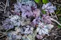 Heuchera Gypsy Dancer - Gypsy Dancer Coral Bells care