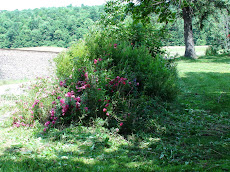 Wild Roses